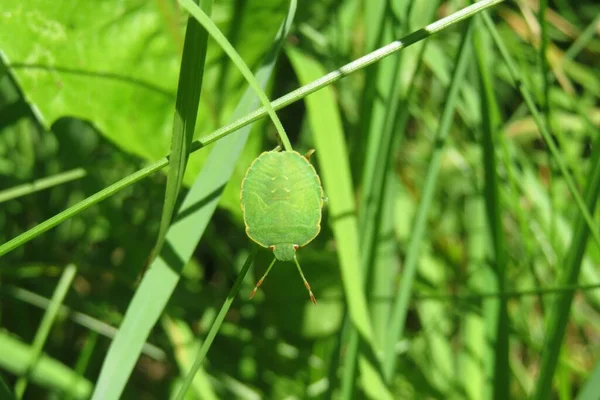 Belo Bug Escudo Verde Grama Prado Fundo Verde Natural — Fotografia de Stock