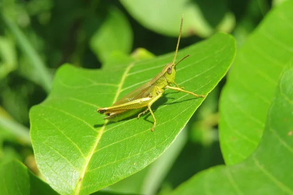 Closeup Beautiful Grasshopper Natural Green Leaves Background Nature — Stock Photo, Image