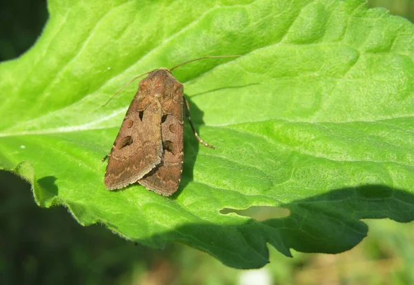 Hnědá Motýlí Můra Zeleném Listě Přírodě Detailní Záběr — Stock fotografie