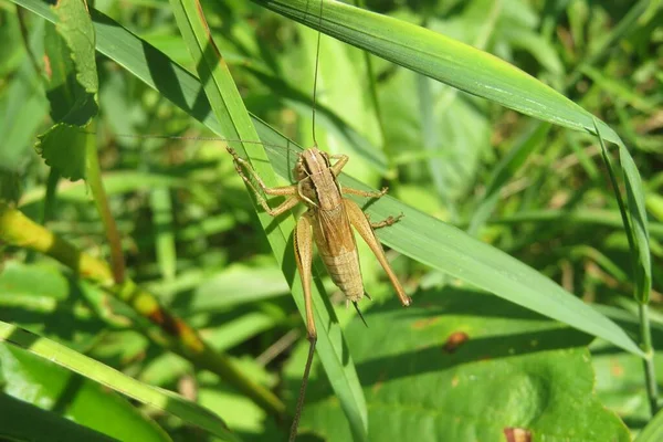 Bella Cavalletta Marrone Sulla Pianta Natura Sfondo Erba Verde Naturale — Foto Stock