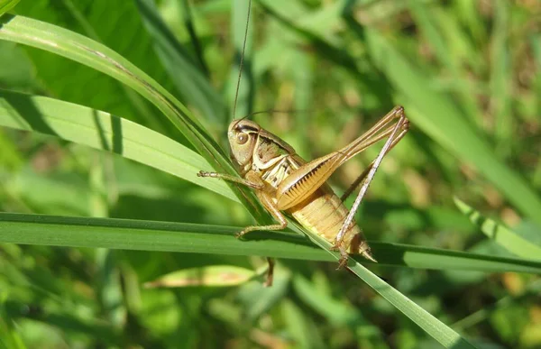 아름다운 메뚜기 — 스톡 사진