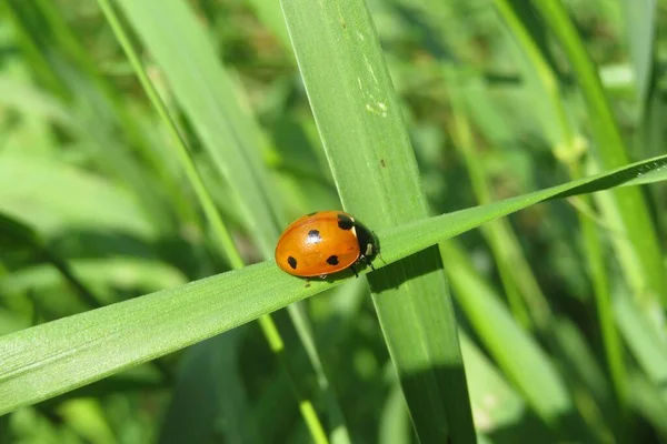 Red Ladybug Green Grass Background Nature Closeup — Stock Photo, Image