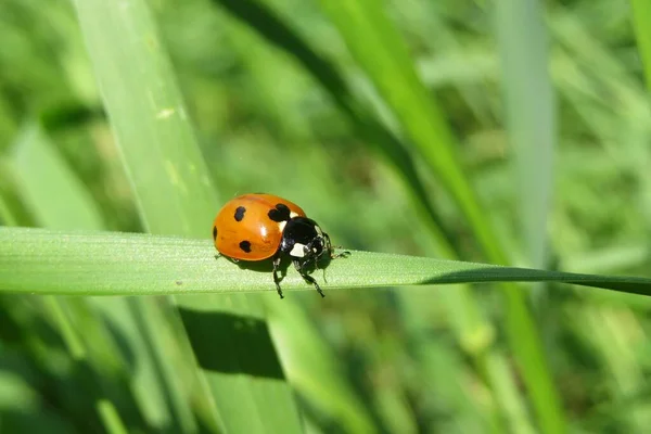 Red Ladybug Green Grass Background Nature Closeup — Stock Photo, Image