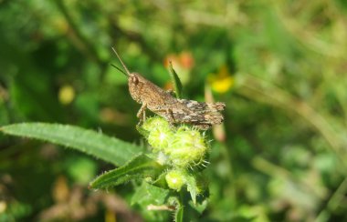 Çayırdaki bitkinin üzerinde kahverengi çekirge, yakın plan.