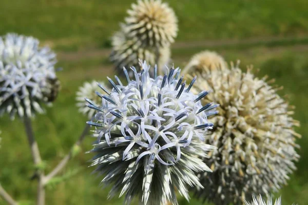 Eryngium Plant Field Green Grass Background — Stock Photo, Image