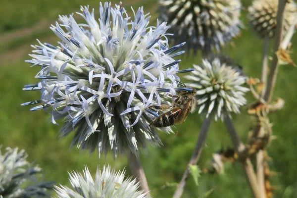 Honeybee Eryngium Planum Flower Field — Stock Photo, Image