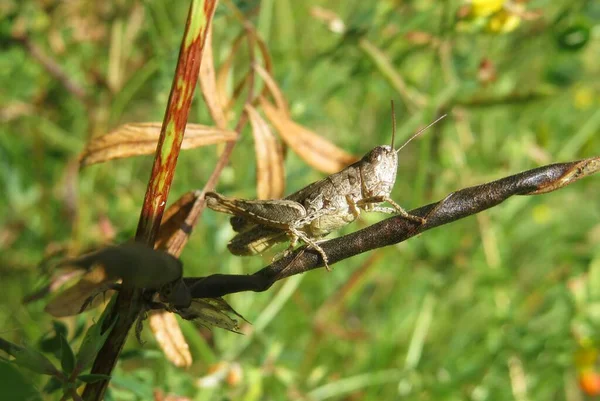 Sauterelle Brune Sur Plante Dans Prairie Sur Fond Vert Naturel — Photo