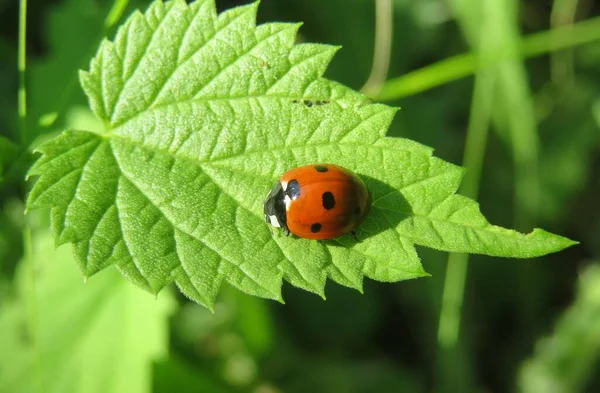 Beautiful Ladybug Green Leaf Garden Closeup — Stock Photo, Image