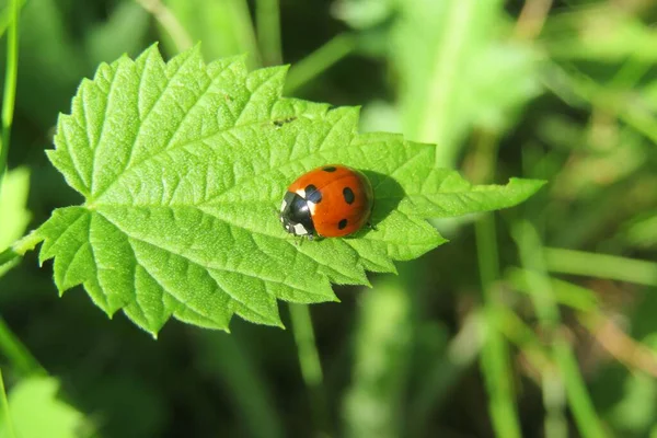 Beautiful Ladybug Green Leaf Garden Closeup — Stock Photo, Image