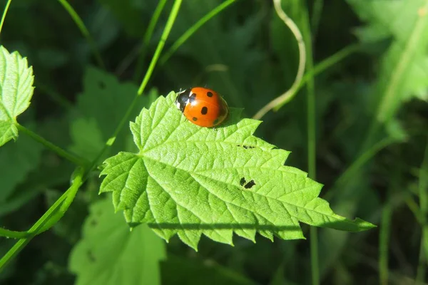 Beautiful Ladybug Green Leaf Garden Closeup — Stock Photo, Image