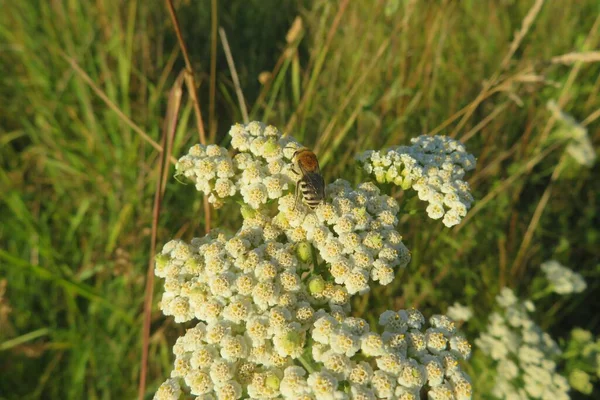 Bijen Yarrow Plant Het Veld — Stockfoto