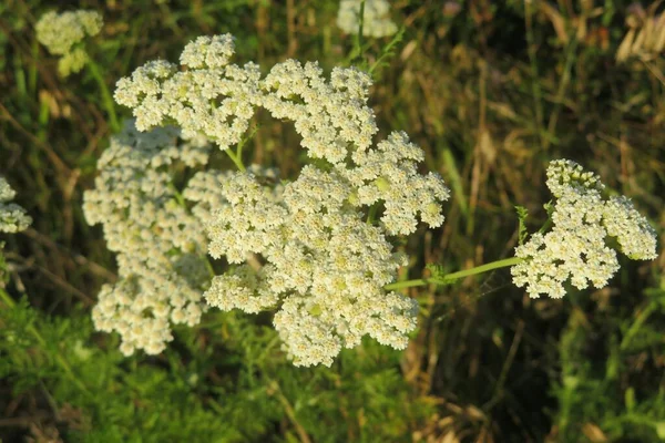 Witte Garnaal Plant Tuin Close — Stockfoto