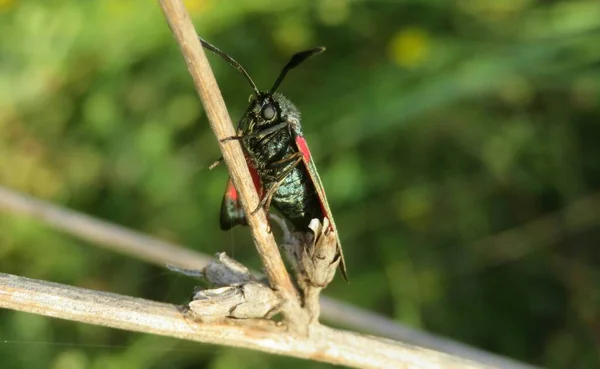 Mariposa Zygaena Color Planta Campo — Foto de Stock