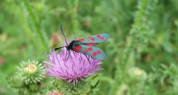 Beautiful Zygaena Butterfly Sitting Thistle Flower Field — Stock Photo, Image