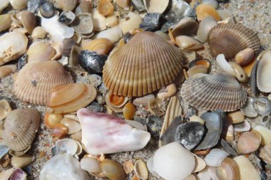 Kuzey Florida 'nın Atlantik kıyısındaki deniz kabukları