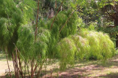 Otatea acuminata fabrikası (Meksika ağlayan bambu) Florida Ulusal Parkı 'nda 