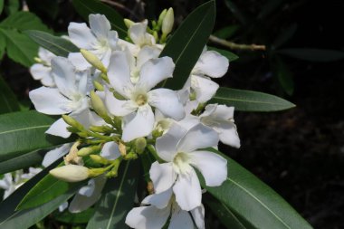 Florida 'da çalılıklarda açan beyaz zakkum çiçekleri, yakın plan.