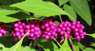 Callicarpa üzümleri Florida 'da çalılıklarda, yakın plan