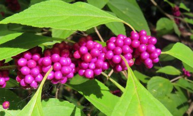 Callicarpa üzümleri Florida 'da çalılıklarda, yakın plan