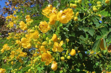 Sarı Senna çiçekleri Florida 'da çalılıklarda, yakın plan