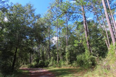 Kuzey Florida ormanının güzel manzarası