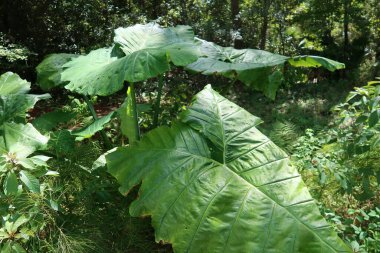 Florida zoolojik bahçesinde yeşil alocasia yaprakları