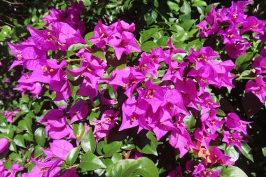 Mor bougainvillea çiçekleri Florida doğasında çiçek açıyor, yakın plan.