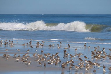Kuzey Florida 'nın Atlantik kıyısında yaygın Sandpiper sürüsü (Actitis hypoleucos)