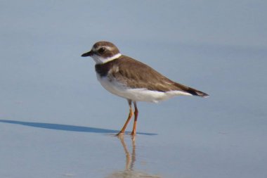 Florida sahilinde yaygın Sandpiper (Actitis hypoleucos)