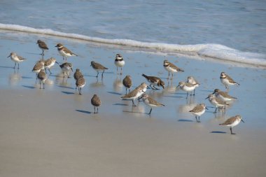Kuzey Florida 'nın Atlantik kıyısında yaygın Sandpiper sürüsü (Actitis hypoleucos)
