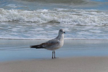 Kuzey Florida 'nın Atlantik kıyısındaki okyanus arka planında martı