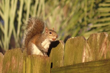 Gri Amerikan sincabı Florida doğasında çitin üstünde