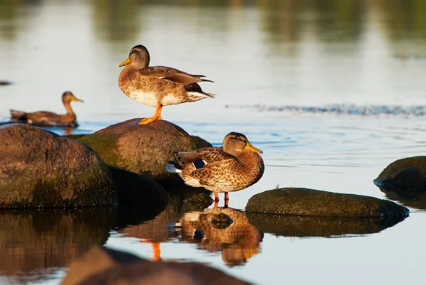 Patos en el río —  Fotos de Stock