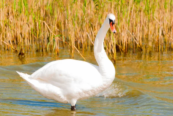 Cisne Branco . — Fotografia de Stock