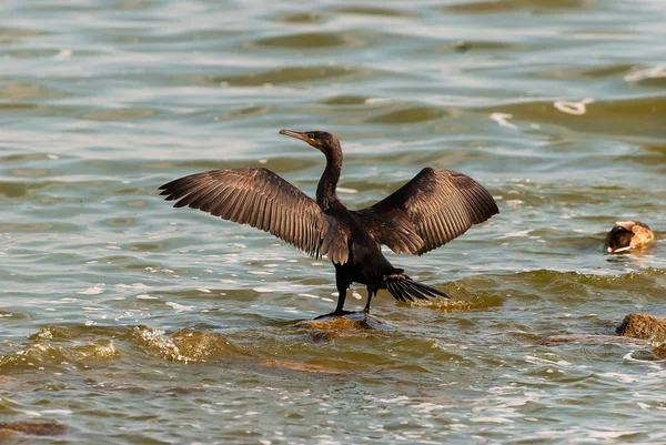 Cormoran mare Fotografie de stoc