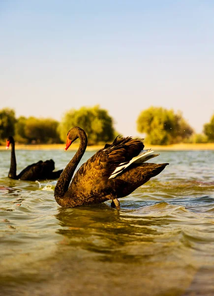 Piękny Czarny Łabędź Stojący Patrzący Kamerę Qudra Lake Dubaj Zjednoczone — Zdjęcie stockowe