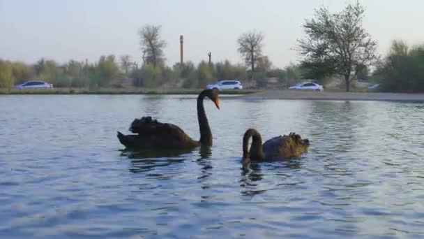 Два Чёрных Лебедя Плавают Воде Озере Аль Кудра Дубае Оаэ — стоковое видео