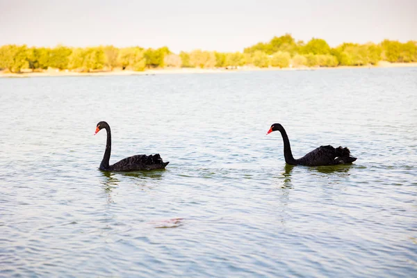 Pair Black Swans Floating Swimming Water Qudra Lake Dubai United — Stock Photo, Image