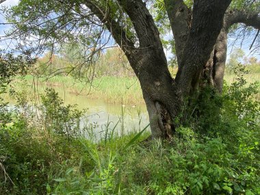 Sazlıklarla nehre yakın geniş bir ağaç. 
