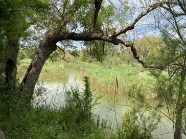Sazlıklarla dolu yeşil bir arazide nehre yakın bir ağaç.
