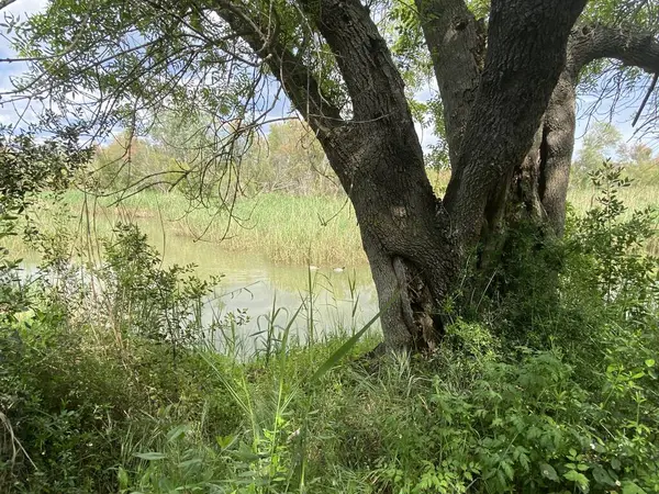 Sazlıklarla nehre yakın geniş bir ağaç. 
