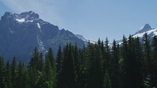 Alpi Svizzere Viste Dietro Una Foresta Sempreverde — Video Stock