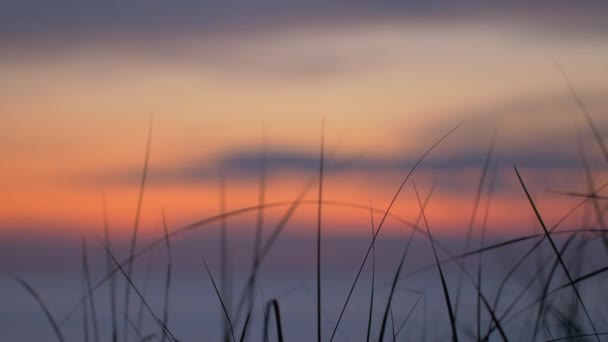 Coucher Soleil Fond Avec Herbe Haute — Video