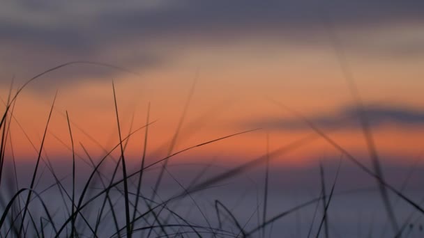 草と夕日の背景 — ストック動画