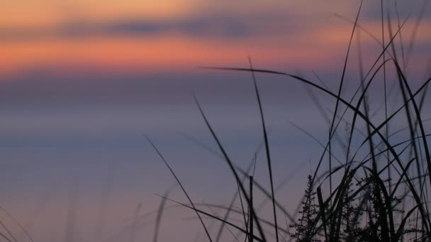 Grass Ocean Sunset Background — Stock Video