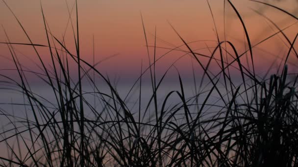 背の高い草と海の夕日背景 — ストック動画