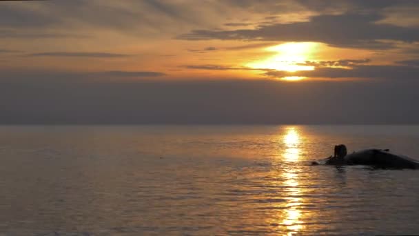 Log Flutuando Lago Calmo Com Pôr Sol Com Menina Brincando — Vídeo de Stock