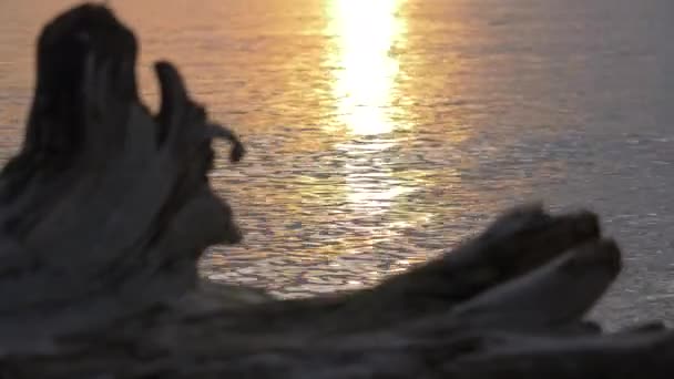 Amazing Lake Sunset Com Log Shore — Vídeo de Stock