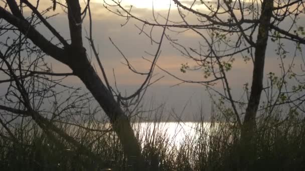 Bomen Gras Voor Het Meer Een Winderige Dag — Stockvideo