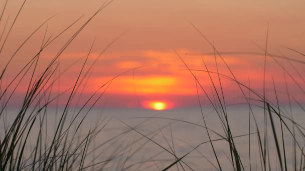 草を中心に湖の上にカラフルな夕日の背景を表示 — ストック動画